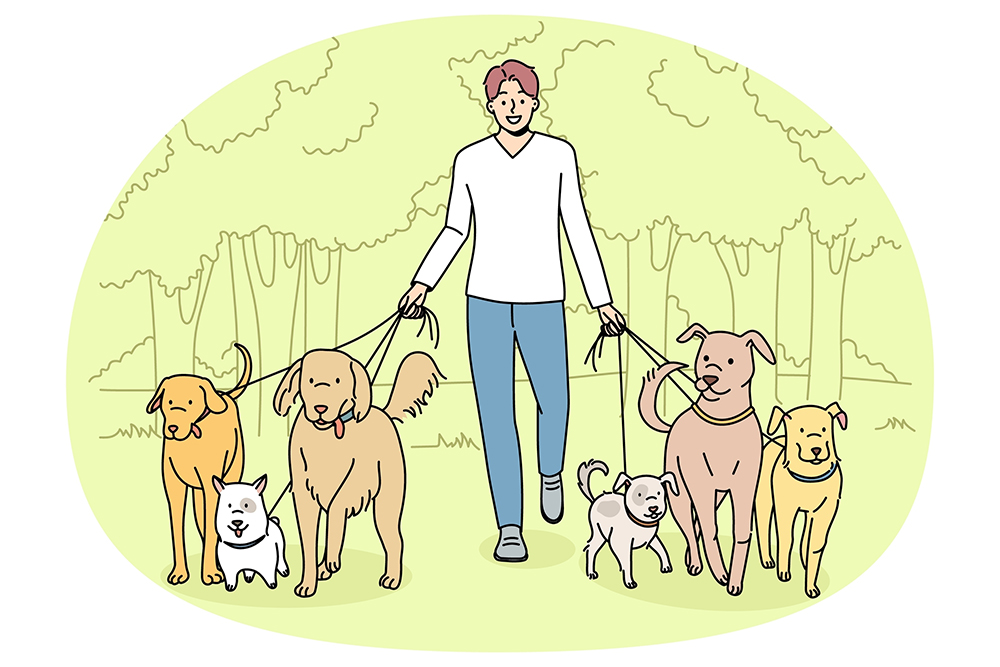 Smiling man walking dogs on leashes in park. Happy male walker provide professional pet walk service. Domestic animals care concept. Flat vector illustration.